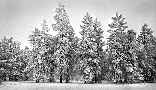 Airway Snow Trees