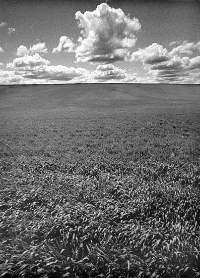 Wheat Field Clouds